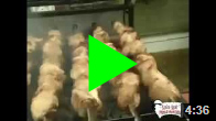 Мобильные печи под казан Мобильные печи под казан